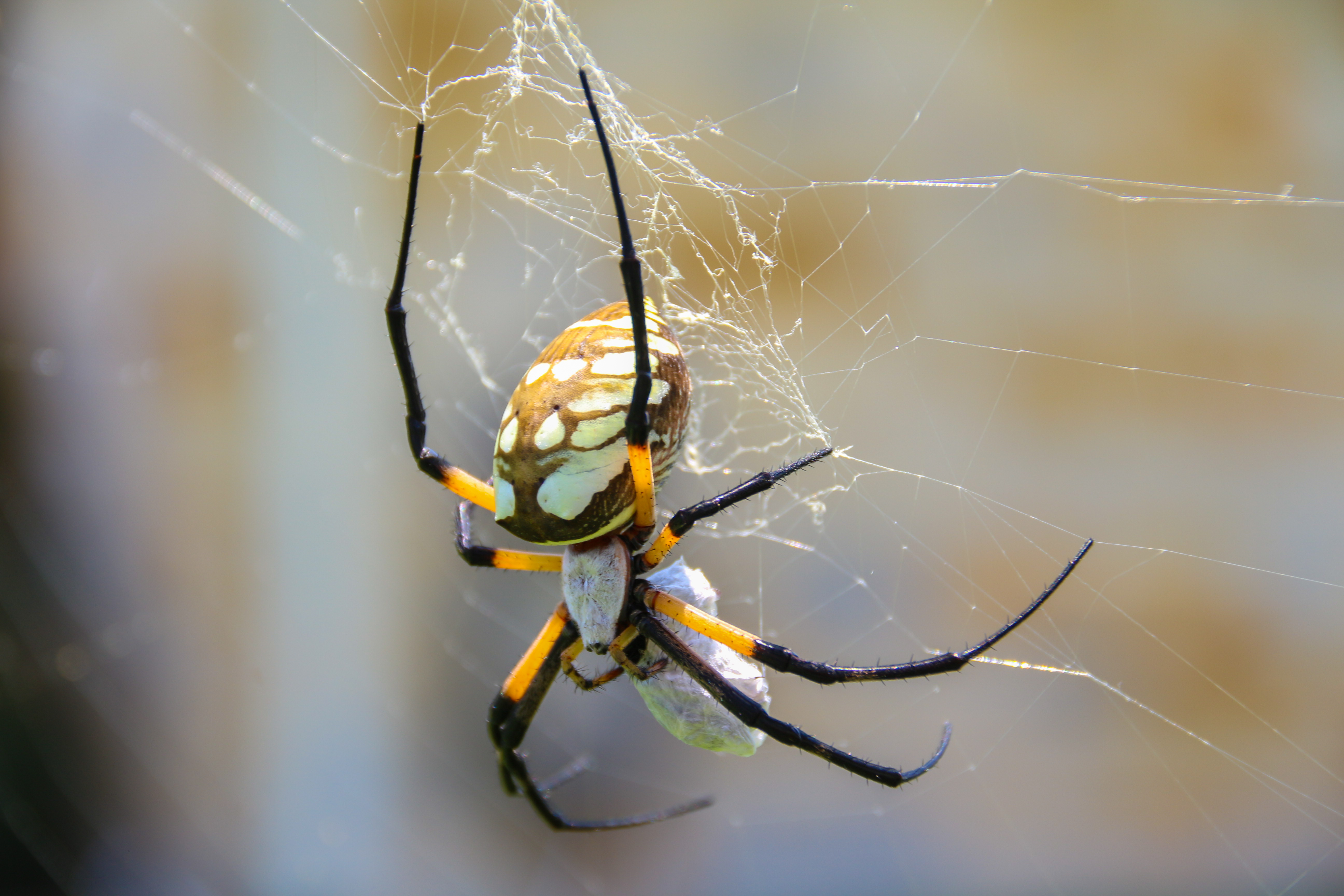 File Texas Writing Spider Argiope Jpg Wikimedia Commons