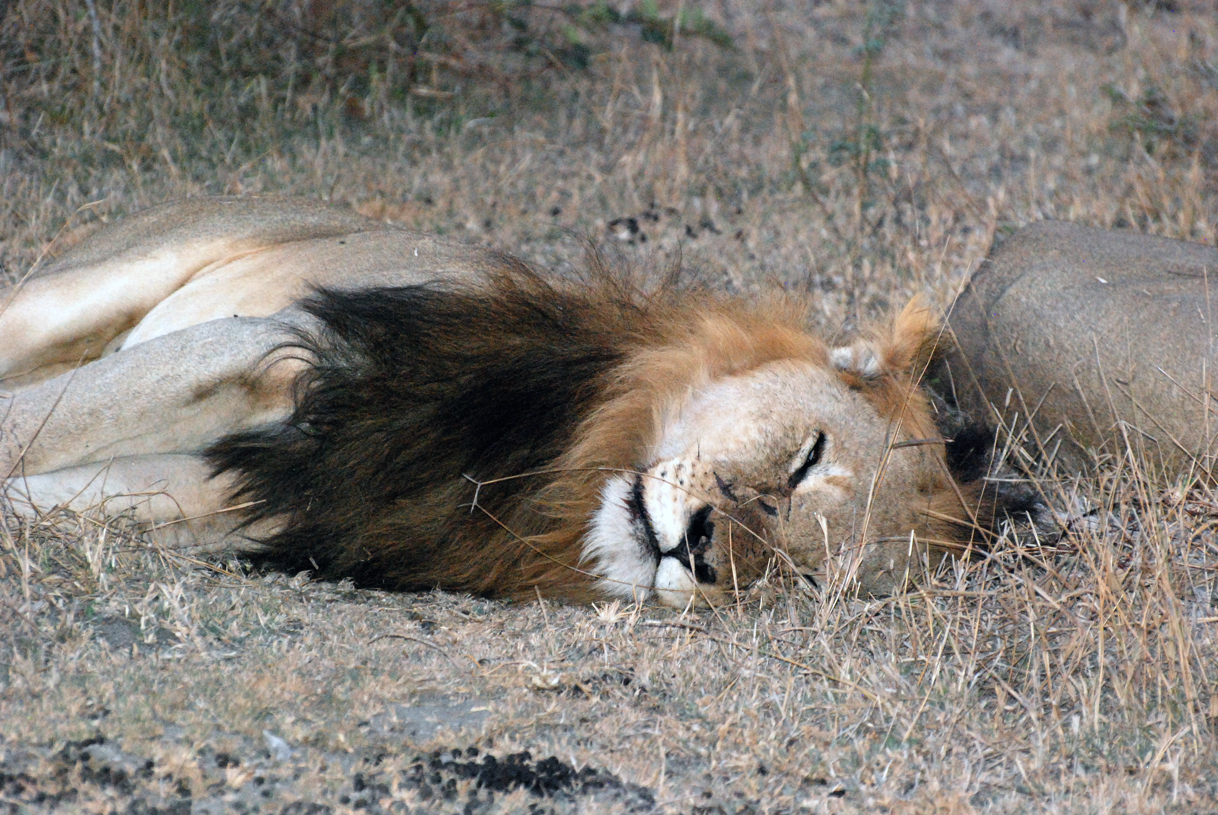 Sleeping lion перевод