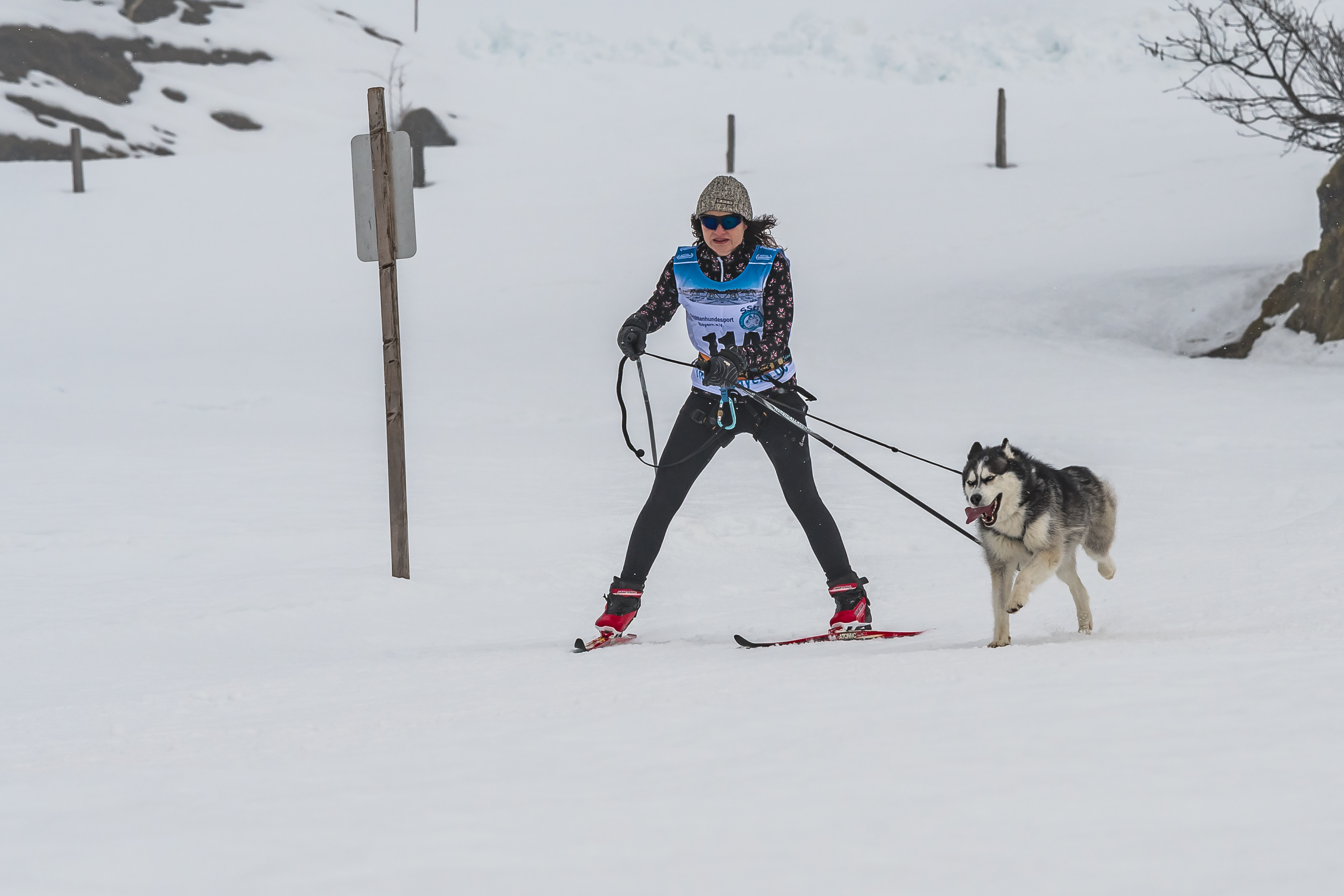 Skijoering Damen 1 Hund Kat1 Aigner-8413.jpg Wikimedia Commons