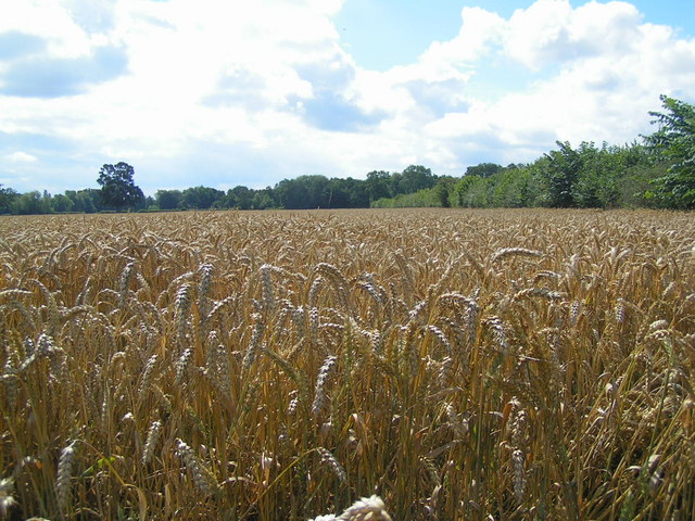 File:Wheat field - geograph.org.uk - 915898.jpg