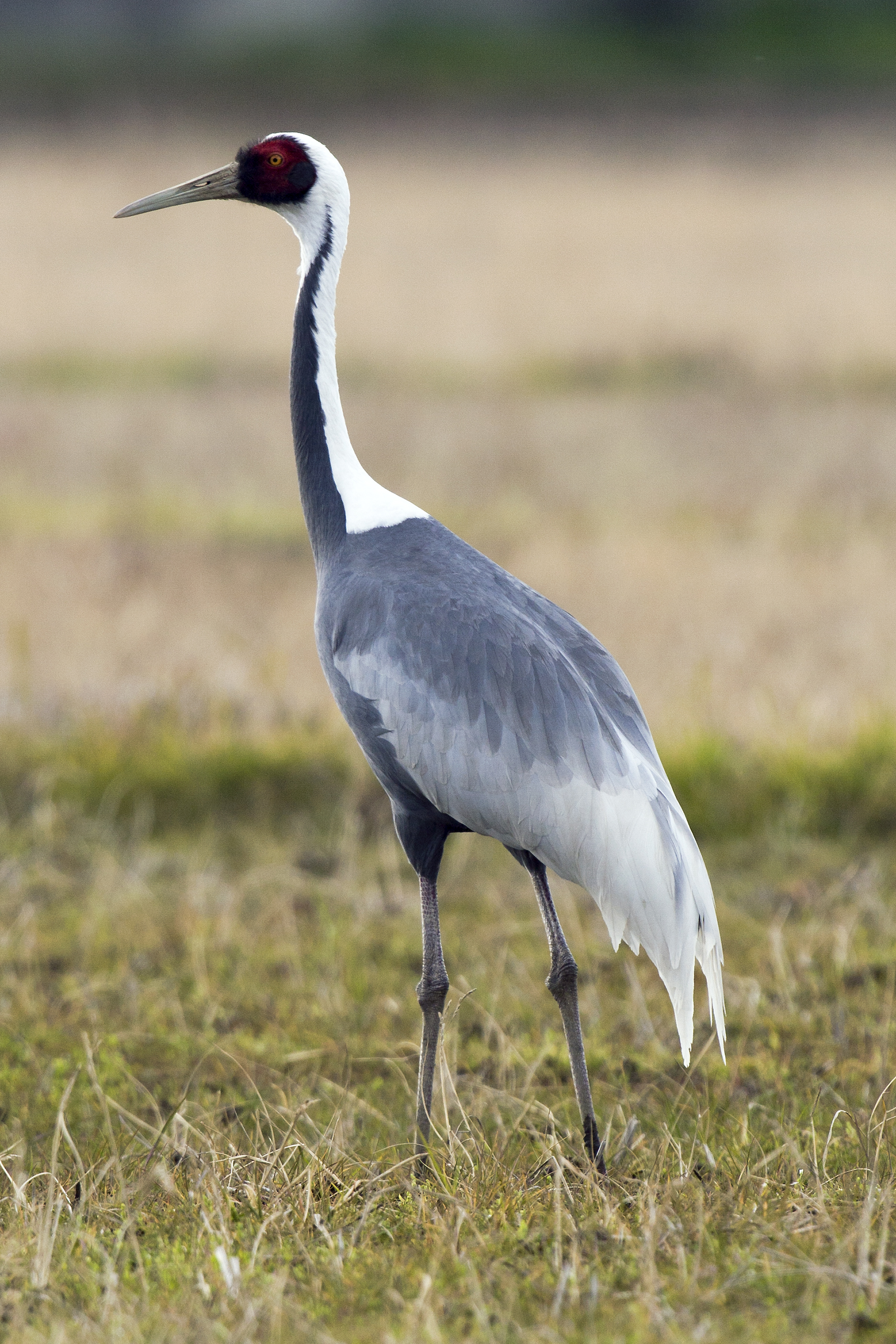 white-naped crane