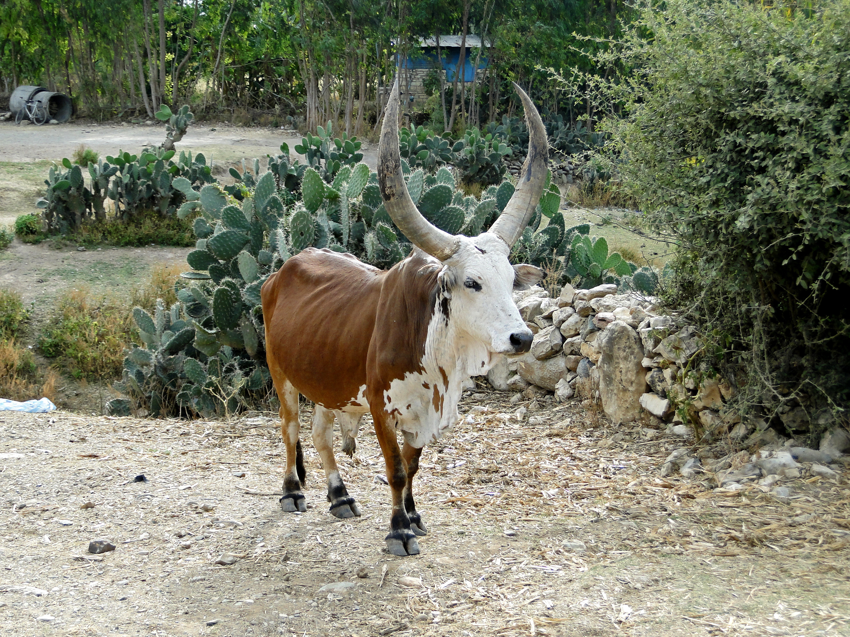 File Zebu in Ethiopia 02 jpg Wikimedia Commons