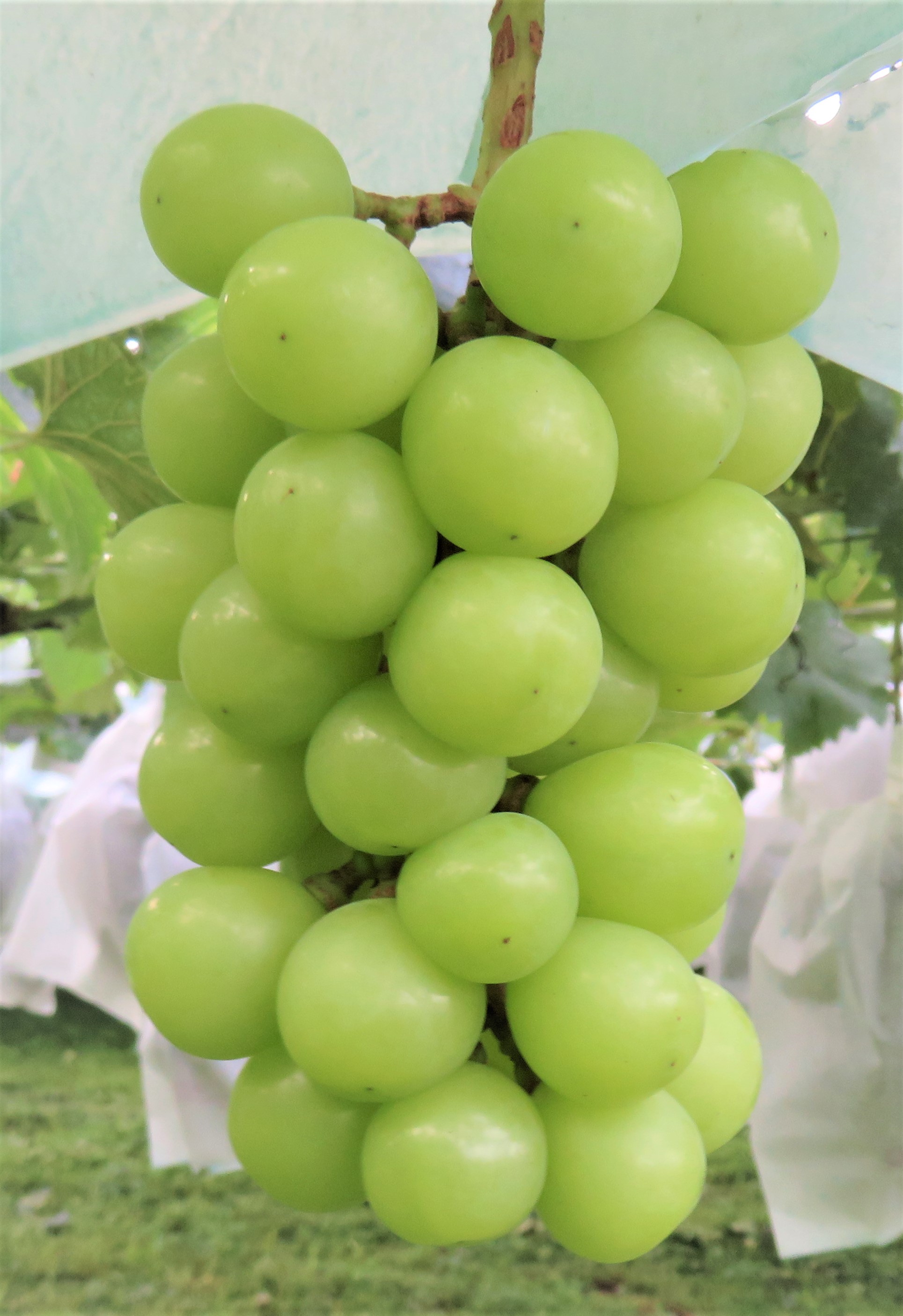 Green Muscato™ Grapes