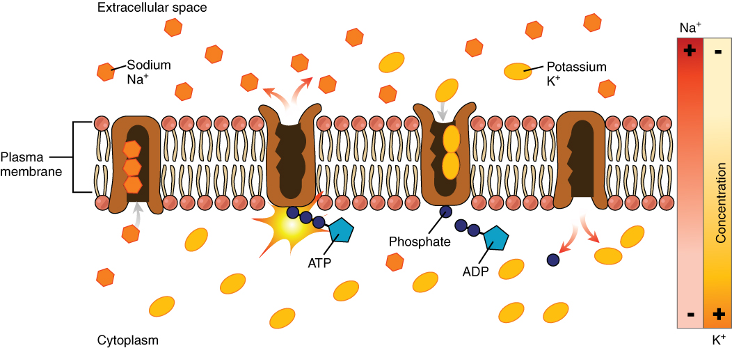 0308_Sodium_Potassium_Pump.jpg