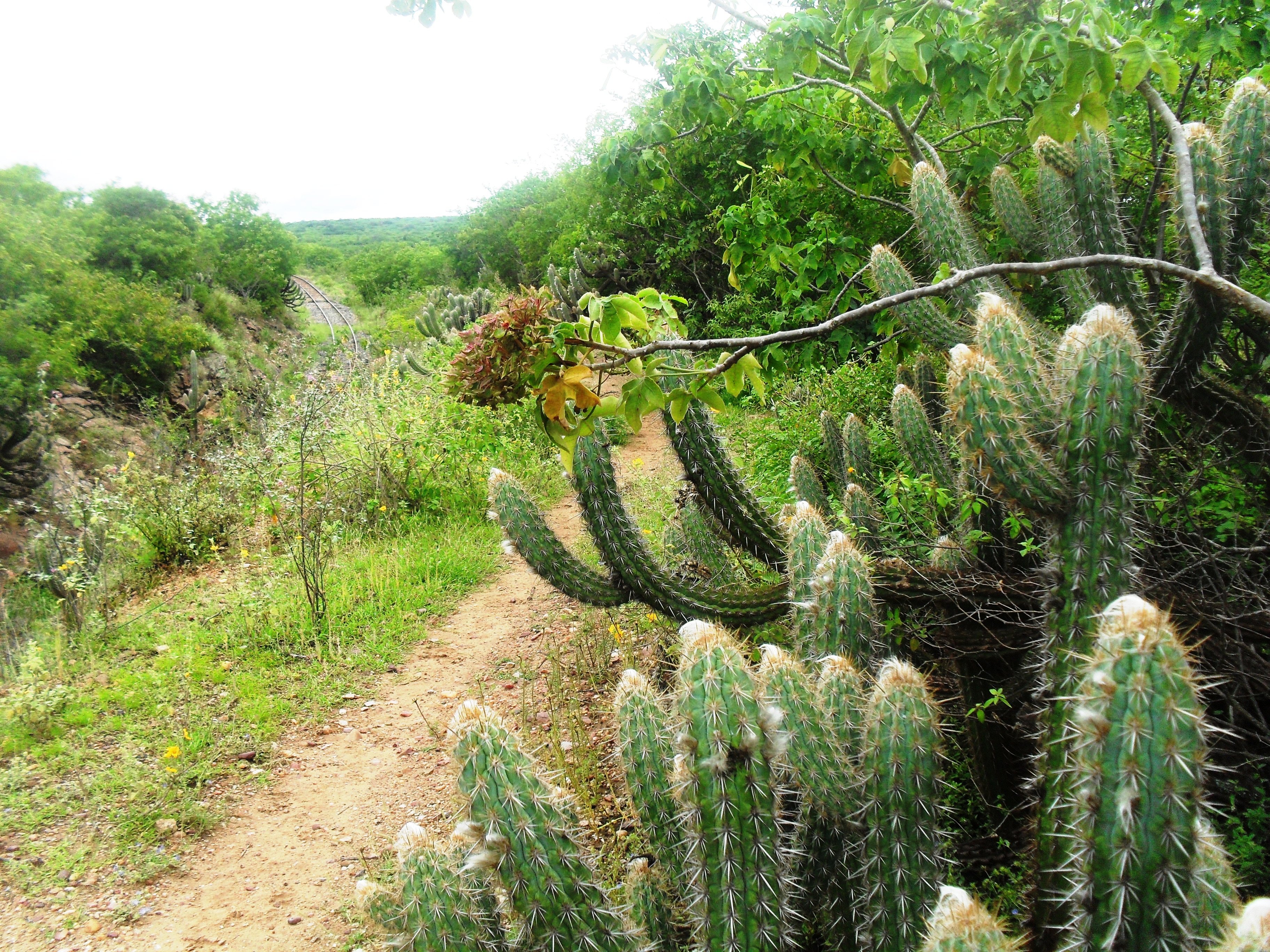 File:A Caatinga.jpg - Wikimedia Commons