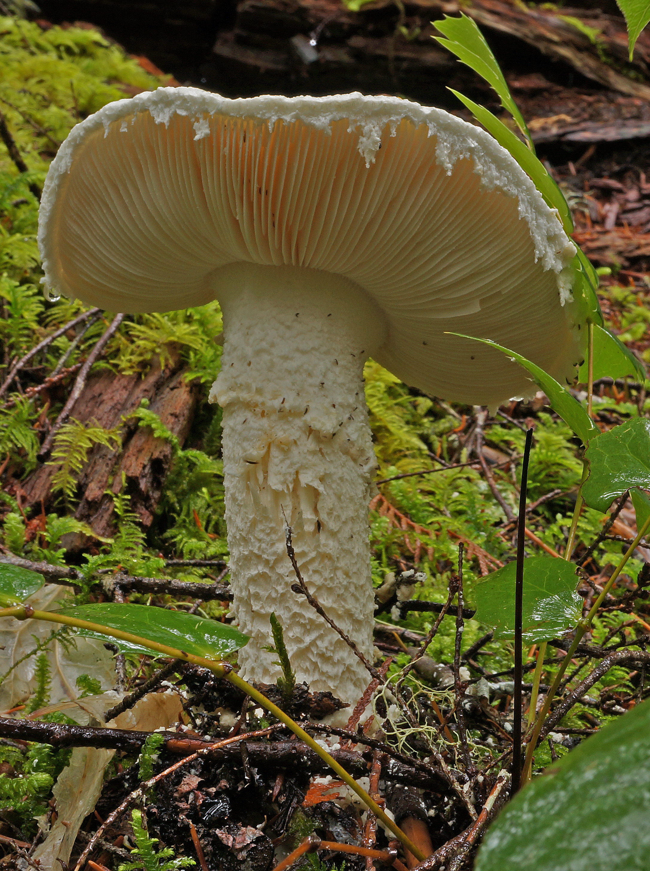 Amanita smithiana список смертельно ядовитых видов грибов