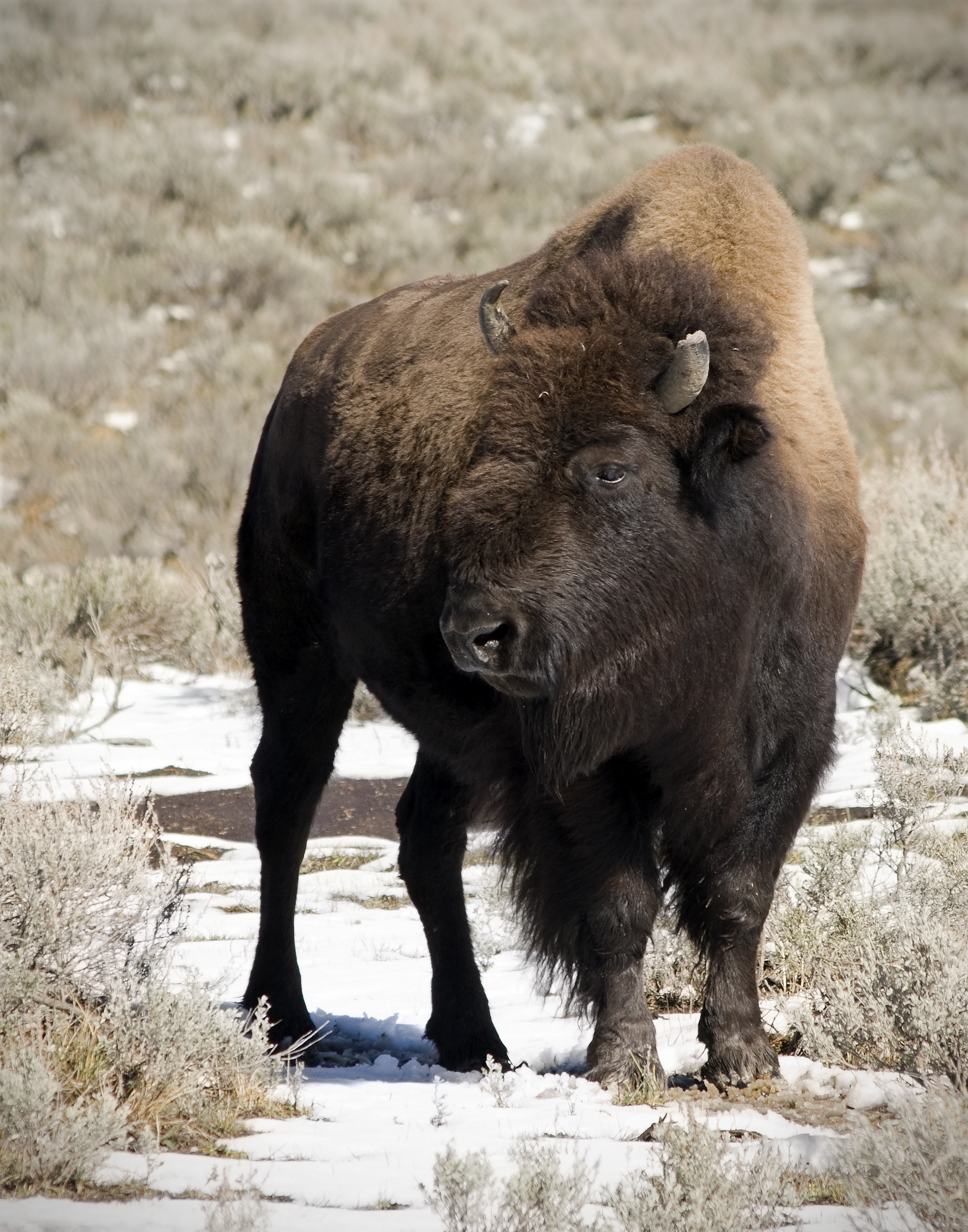 Бизон видео. American Bison. Американский Бизон фото. Мама американский Бизон. Россия зоопарк американский Бизон.