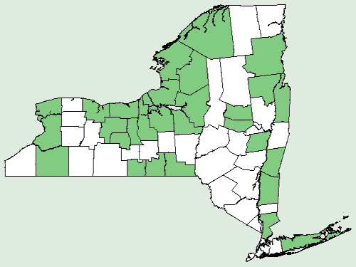 File:Anemone cylindrica NY-dist-map.png