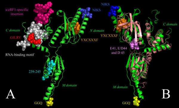 File:Annotated structure of eRF1.jpg