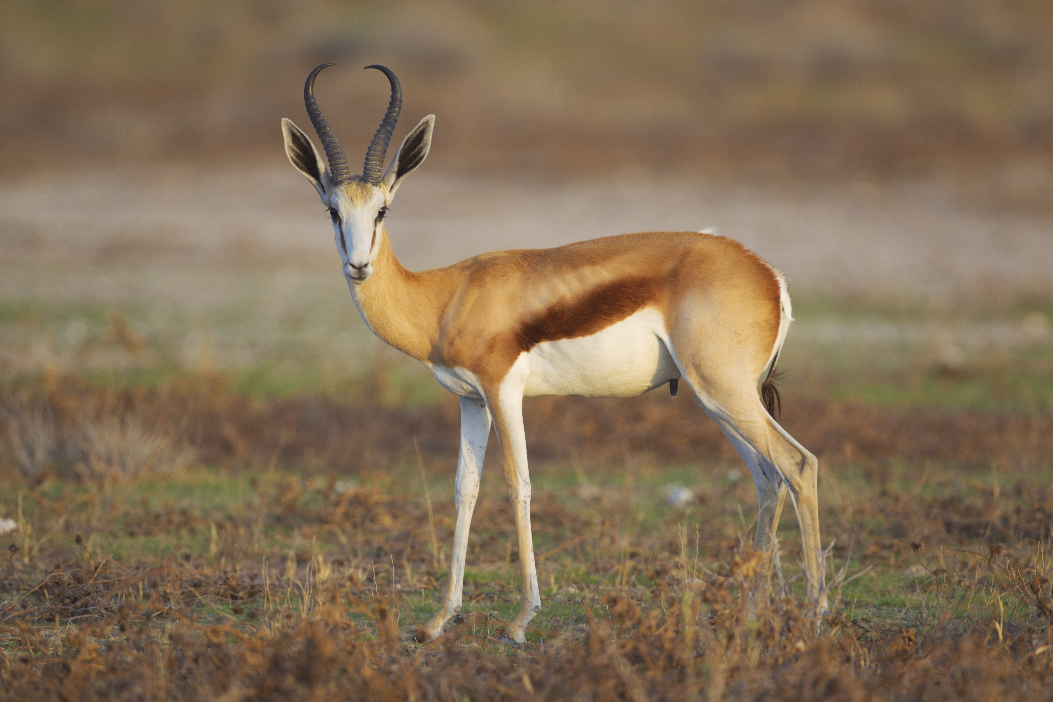 Animal springbok