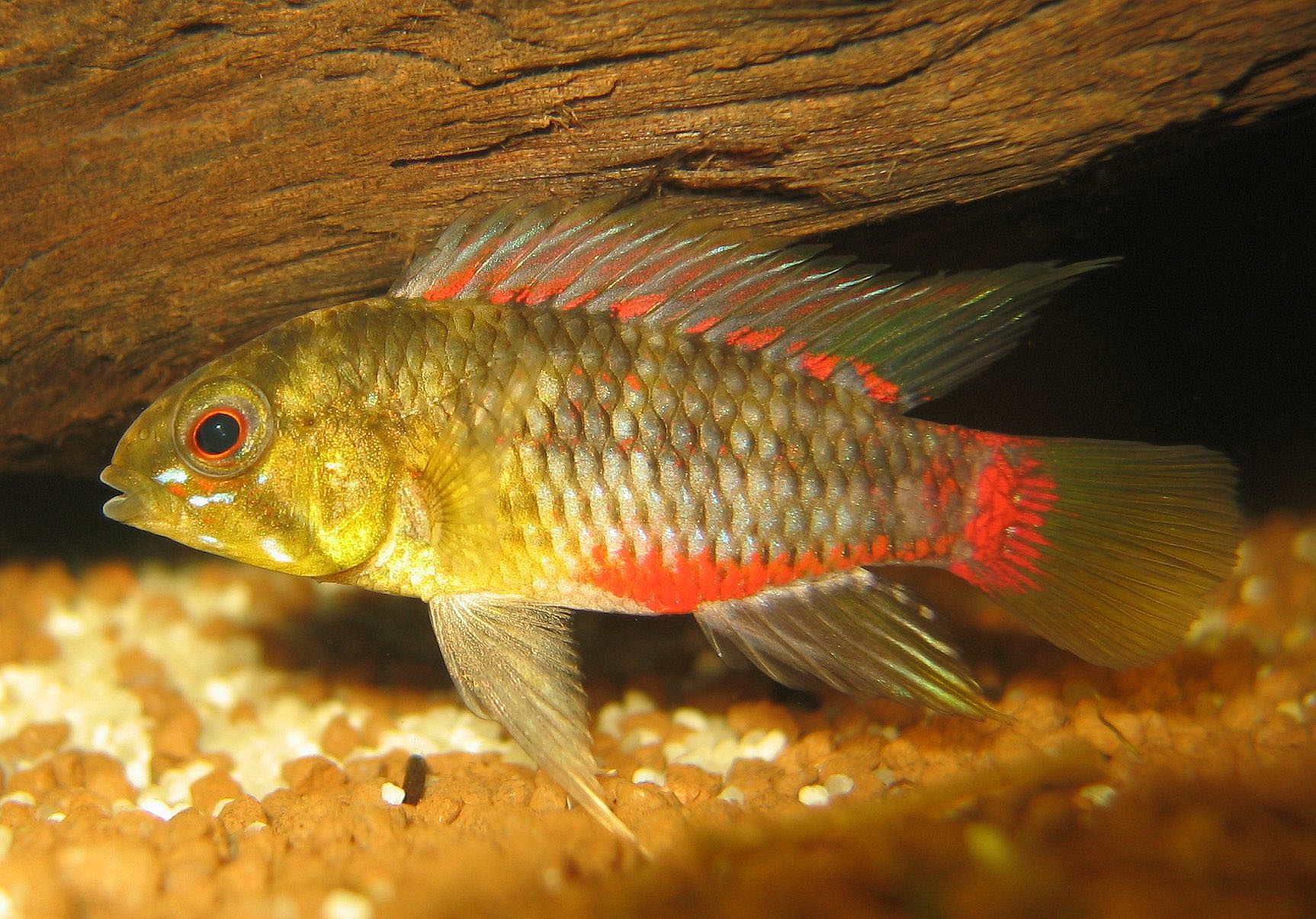 apistogramma hongsloi care