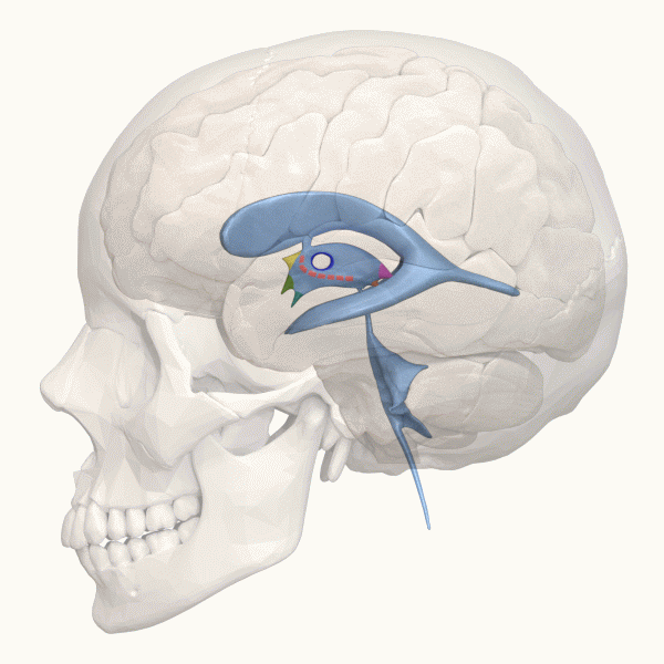 File:Areas of 3rd ventricle - animation.gif