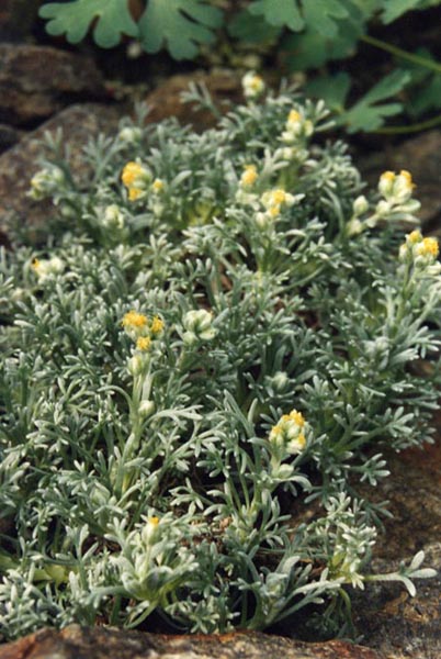 File:Artemisia mutellina.jpg