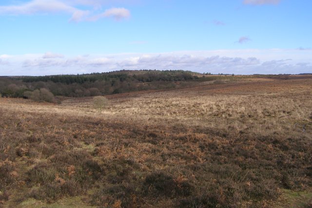 File:Broomy Bottom, New Forest - geograph.org.uk - 335900.jpg