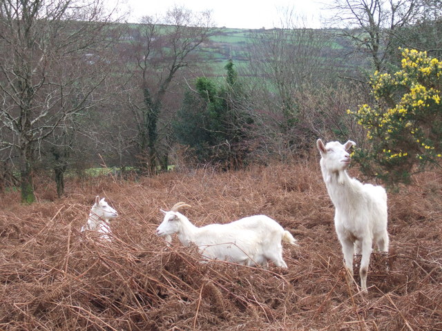 File:Browsing goats beside Ffordd Cilgwyn - geograph.org.uk - 295220.jpg