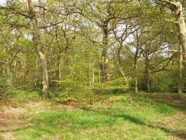 Burnham Beeches - geograph.org.uk - 18931