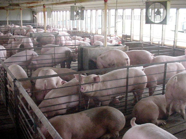 File:CAFO hogs.jpg