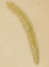 Larva Caloptilia stigmatella larva.JPG