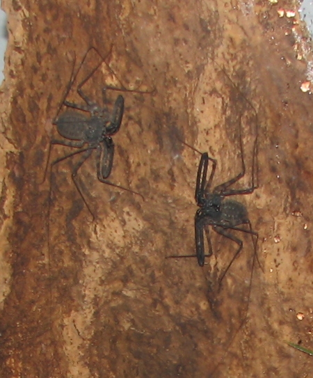 File:Cave Whip Spiders.jpg