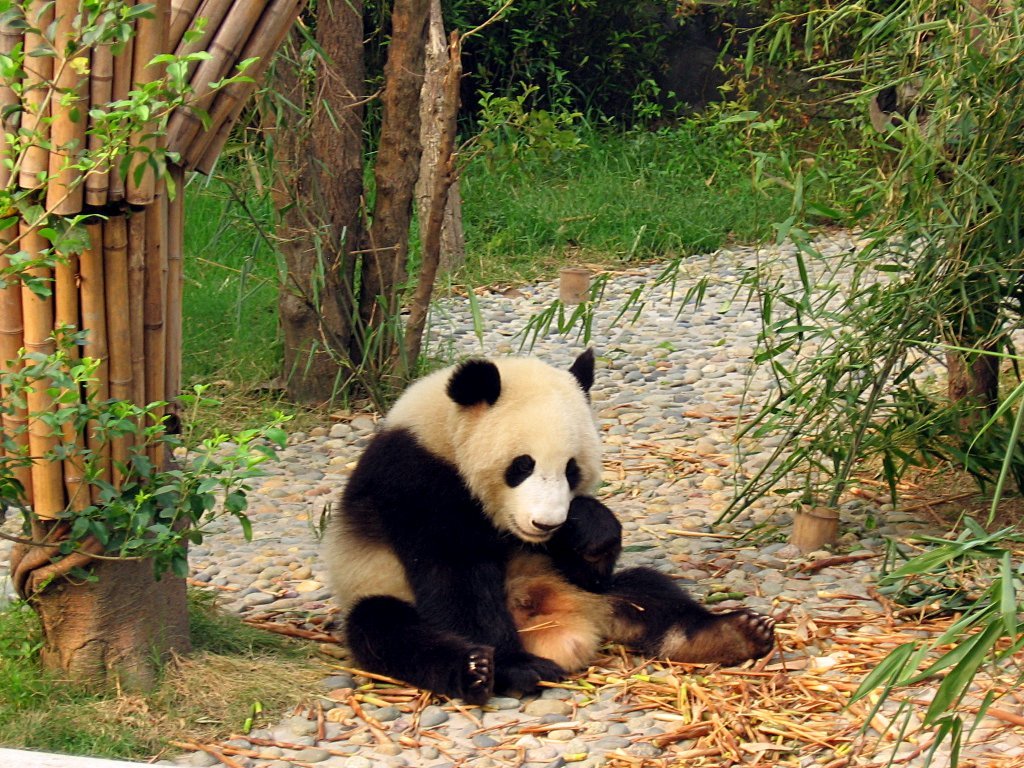 Datei Chengdu Pandas D13 Jpg Wikipedia