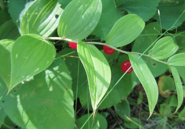 File:Clasping Leaved Twisted Stalk.png