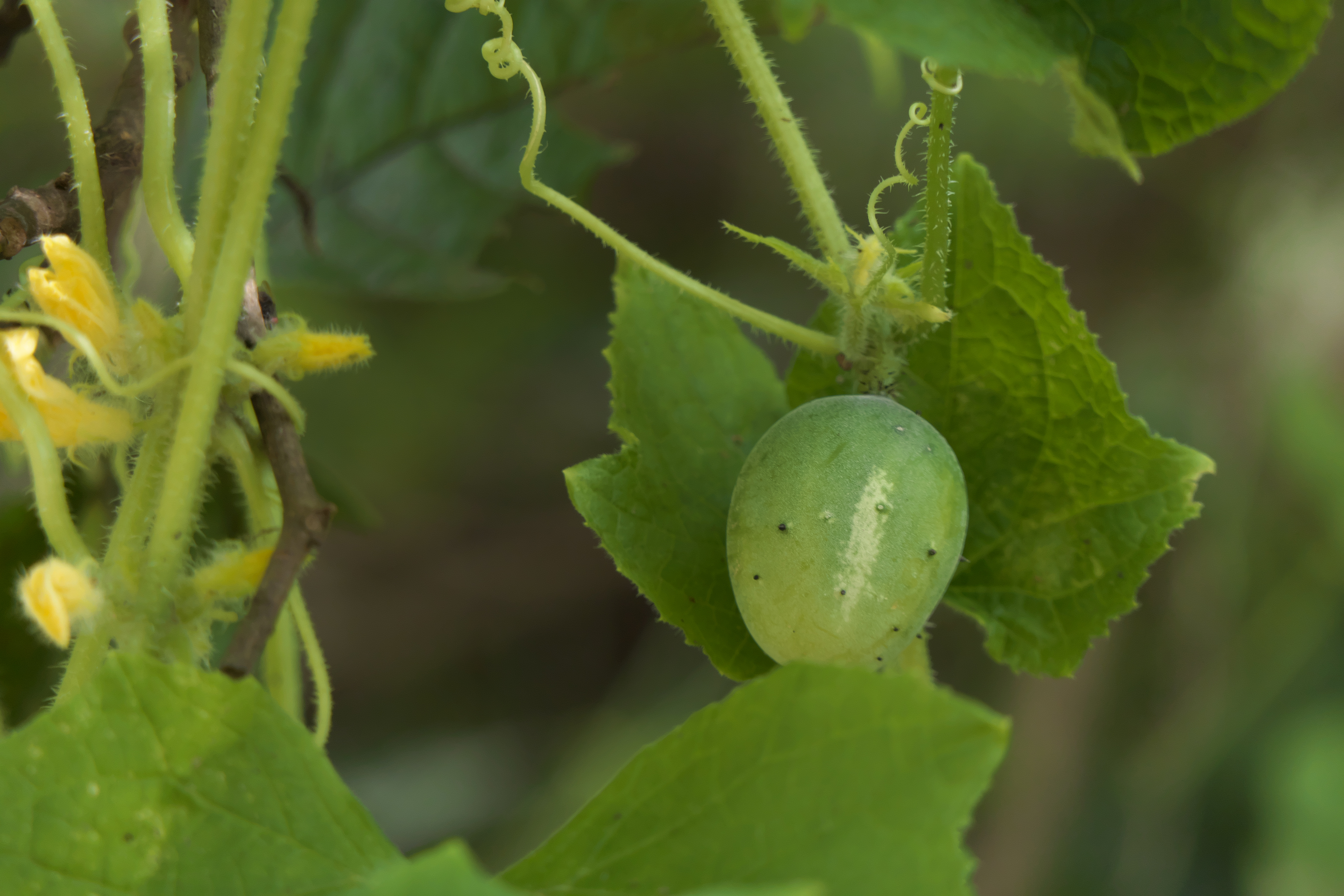 Cucumis sativus