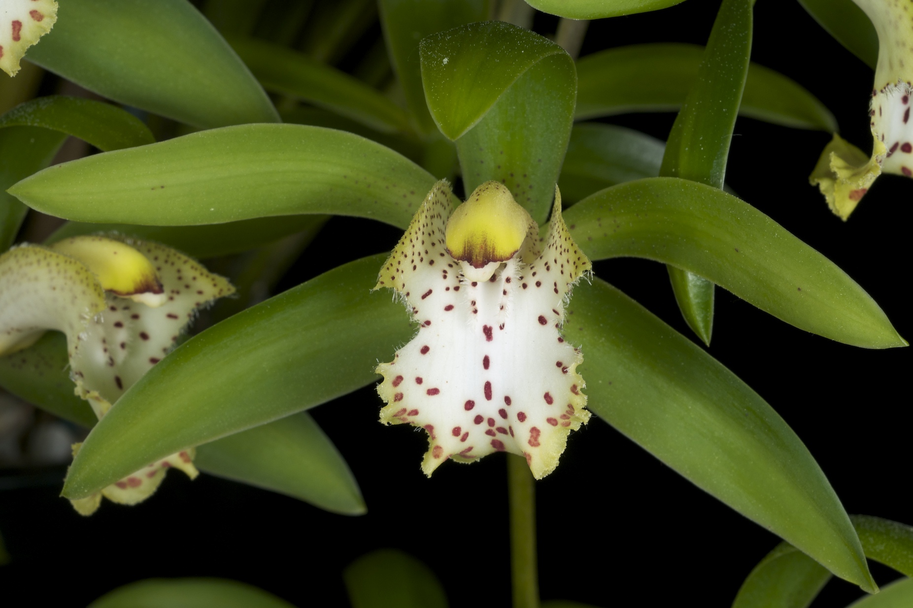 Cymbidium Eastern Promise, Orchids Wiki