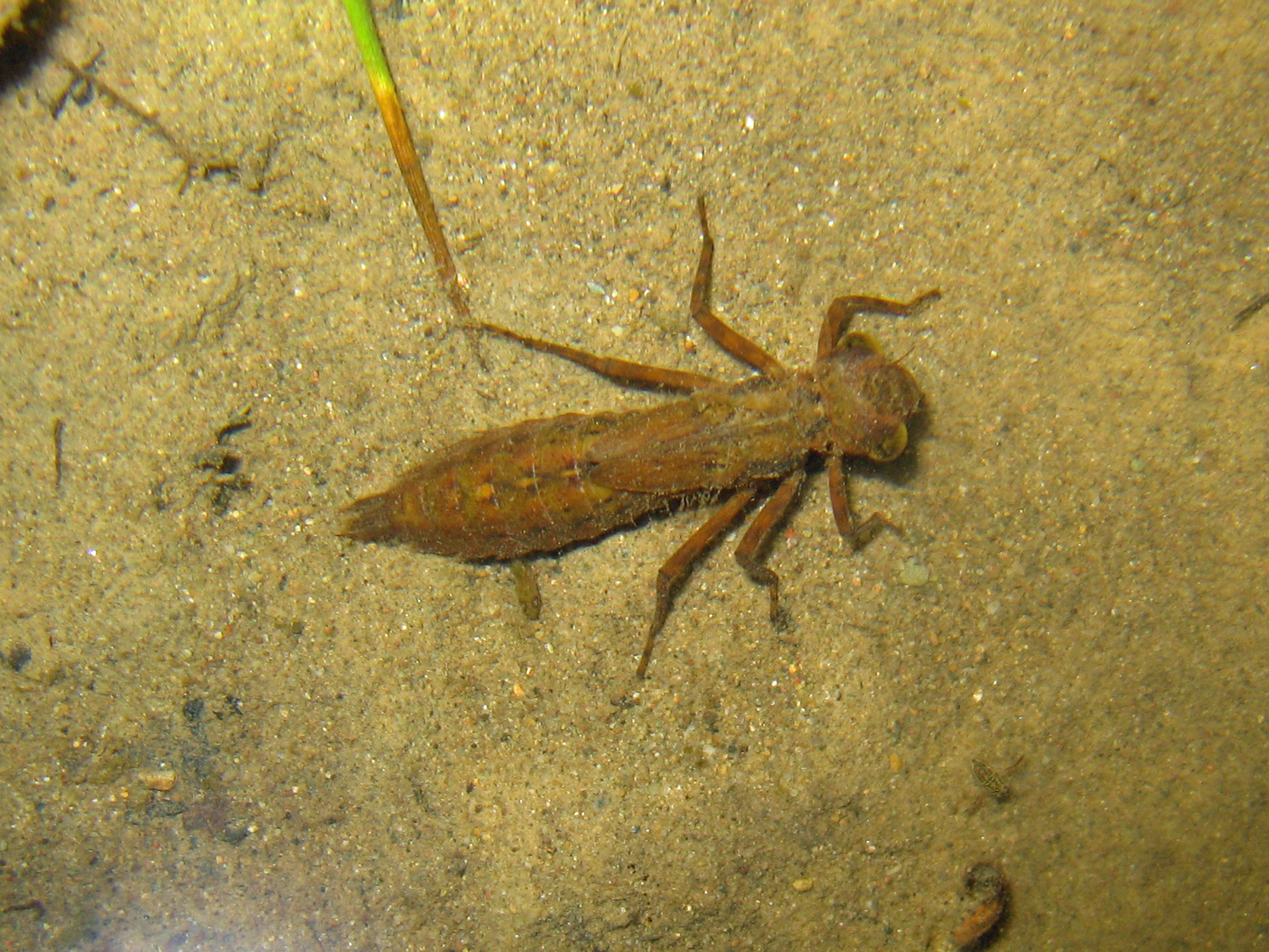 dragonfly nymph