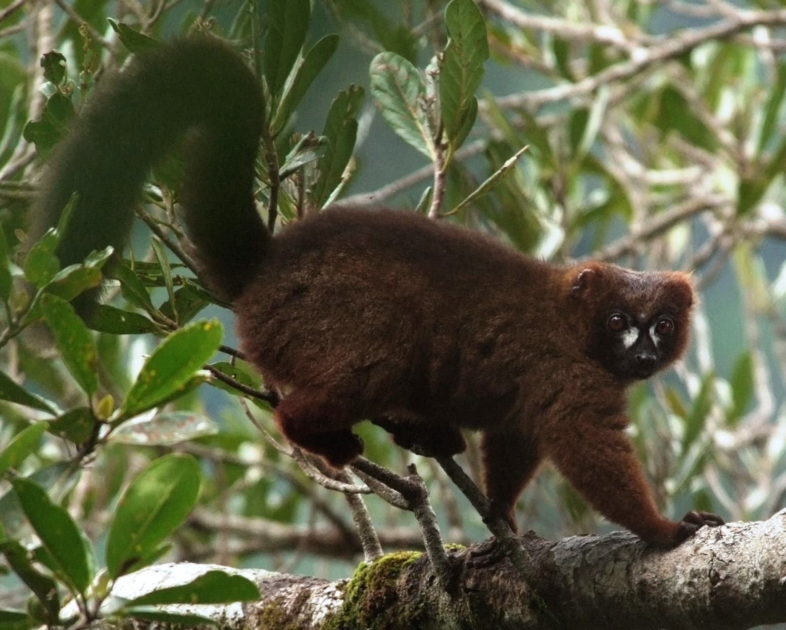Red Bellied Lemur Fun Facts