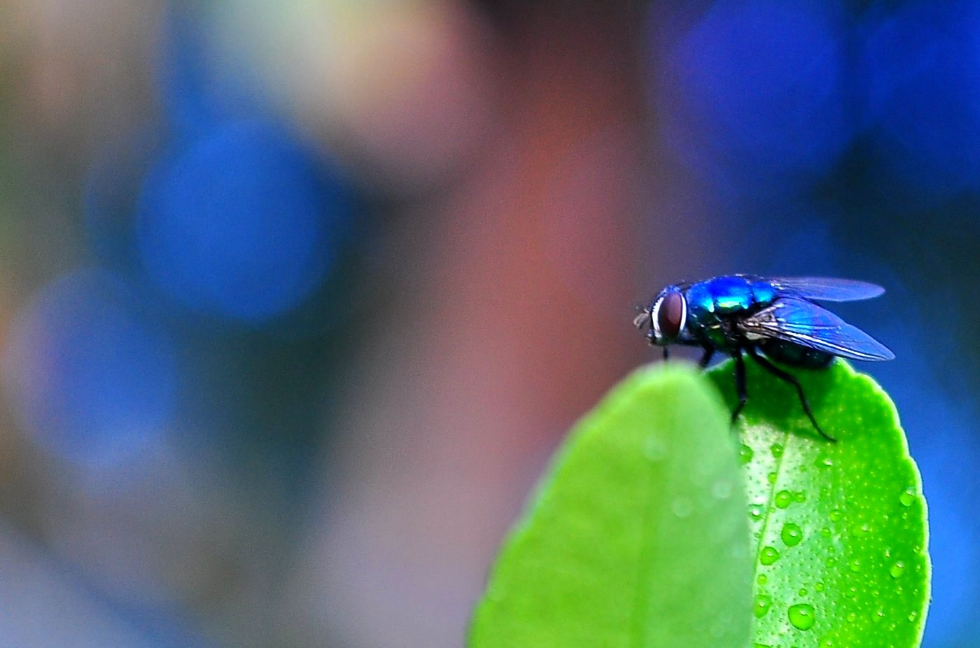 Fly colors перевод