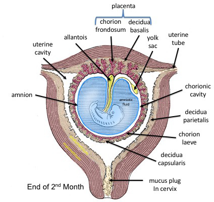 human placenta diagram