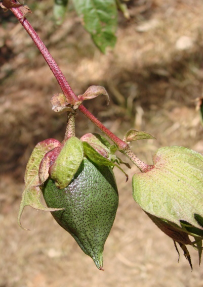 Gossypium hirsutum var. hirsutum - Wikispecies