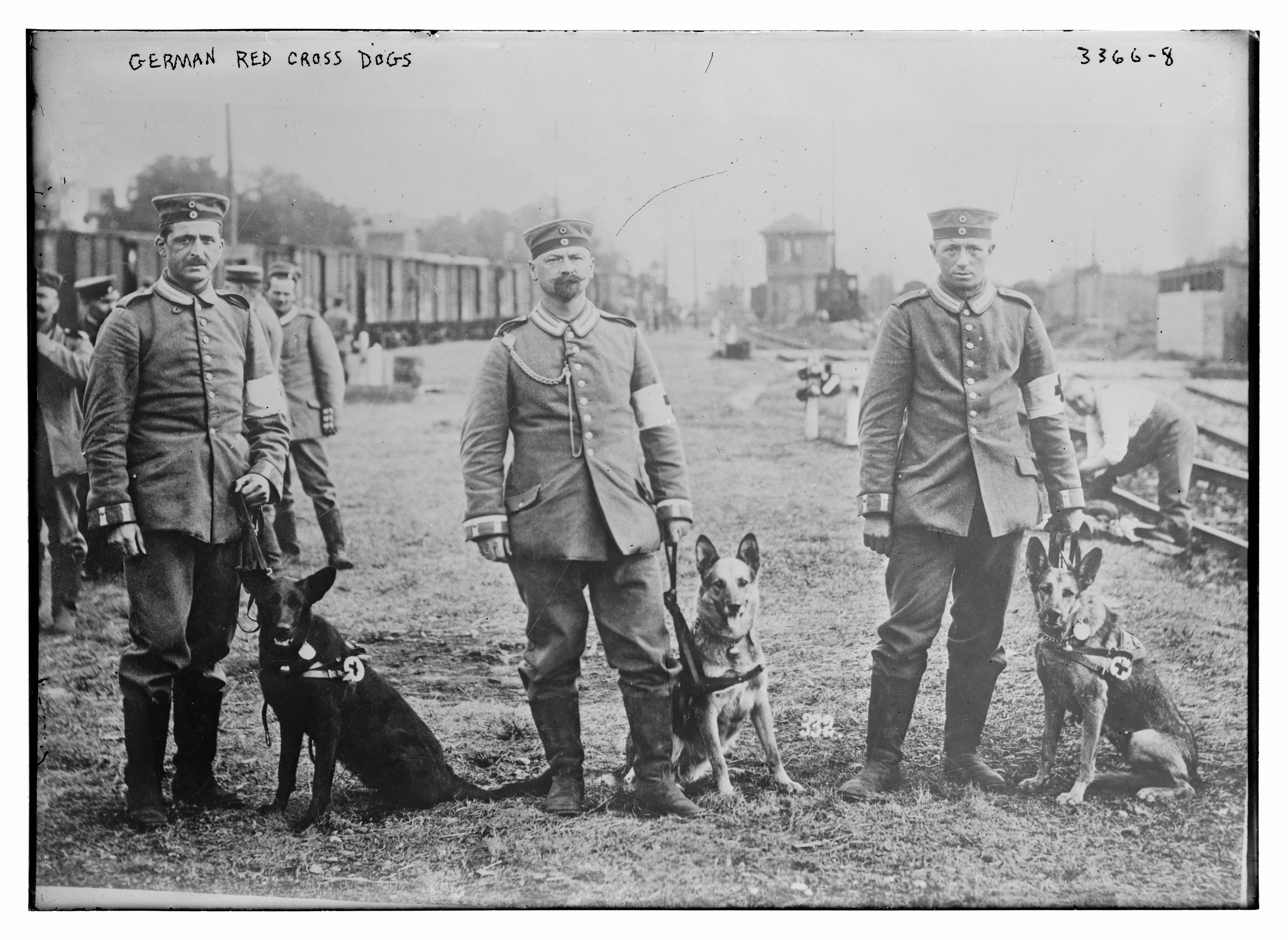 Первый немецкий. Немецкие санитарные собаки, 1914 год. Немецкая овчарка вторая мировая. Немецкая овчарка в войне в Германии. Немецкая овчарка Вермахт.