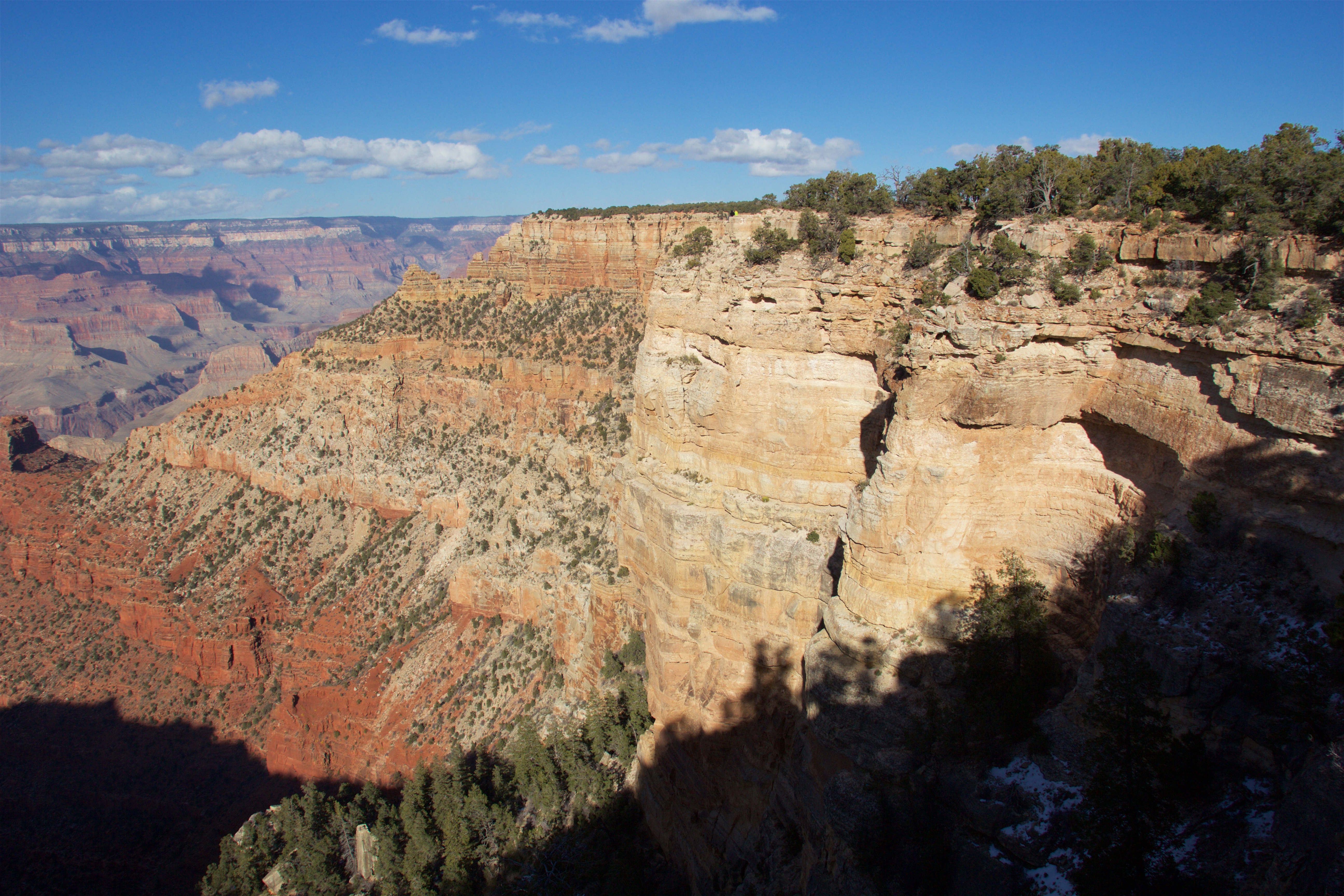 Mule Grand Canyon