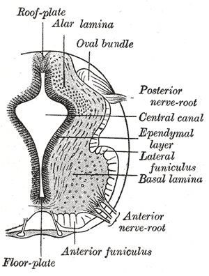 Gamma Motor Neurons are derived from the basal plate of the embryo