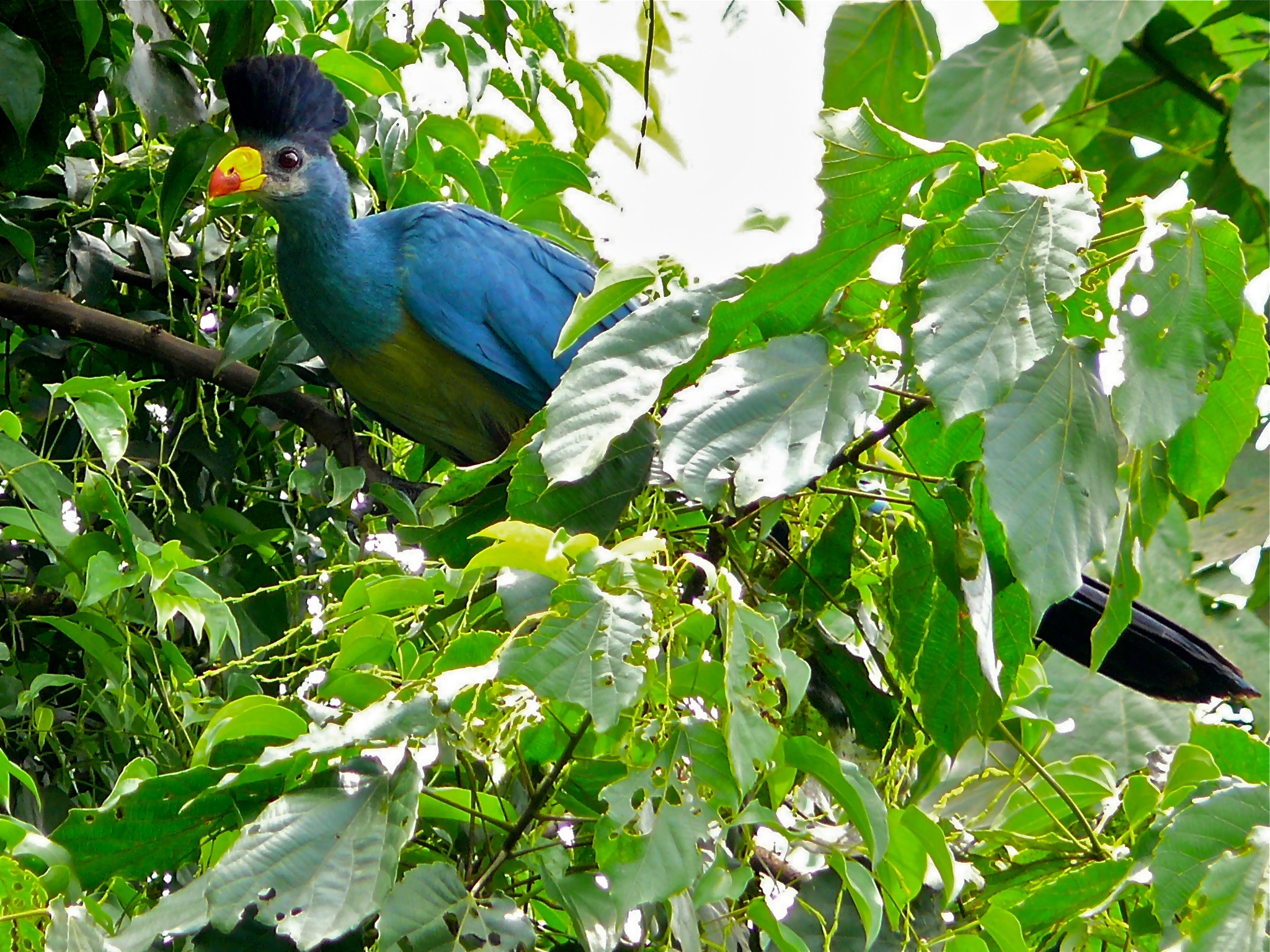 Great Blue Turaco (Corythaeola cristata) (6930379490).jpg