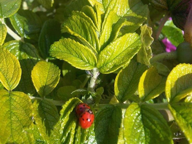 File:Harmonia axyridis11.jpg