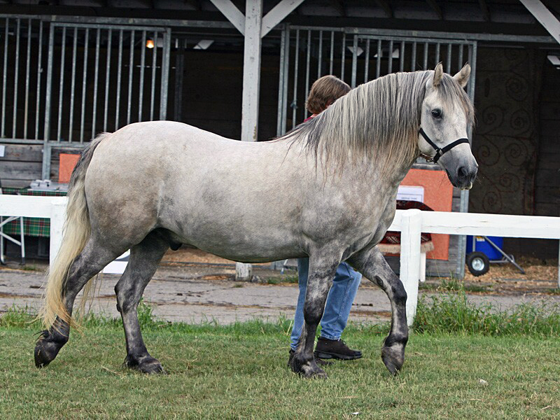 highland pony