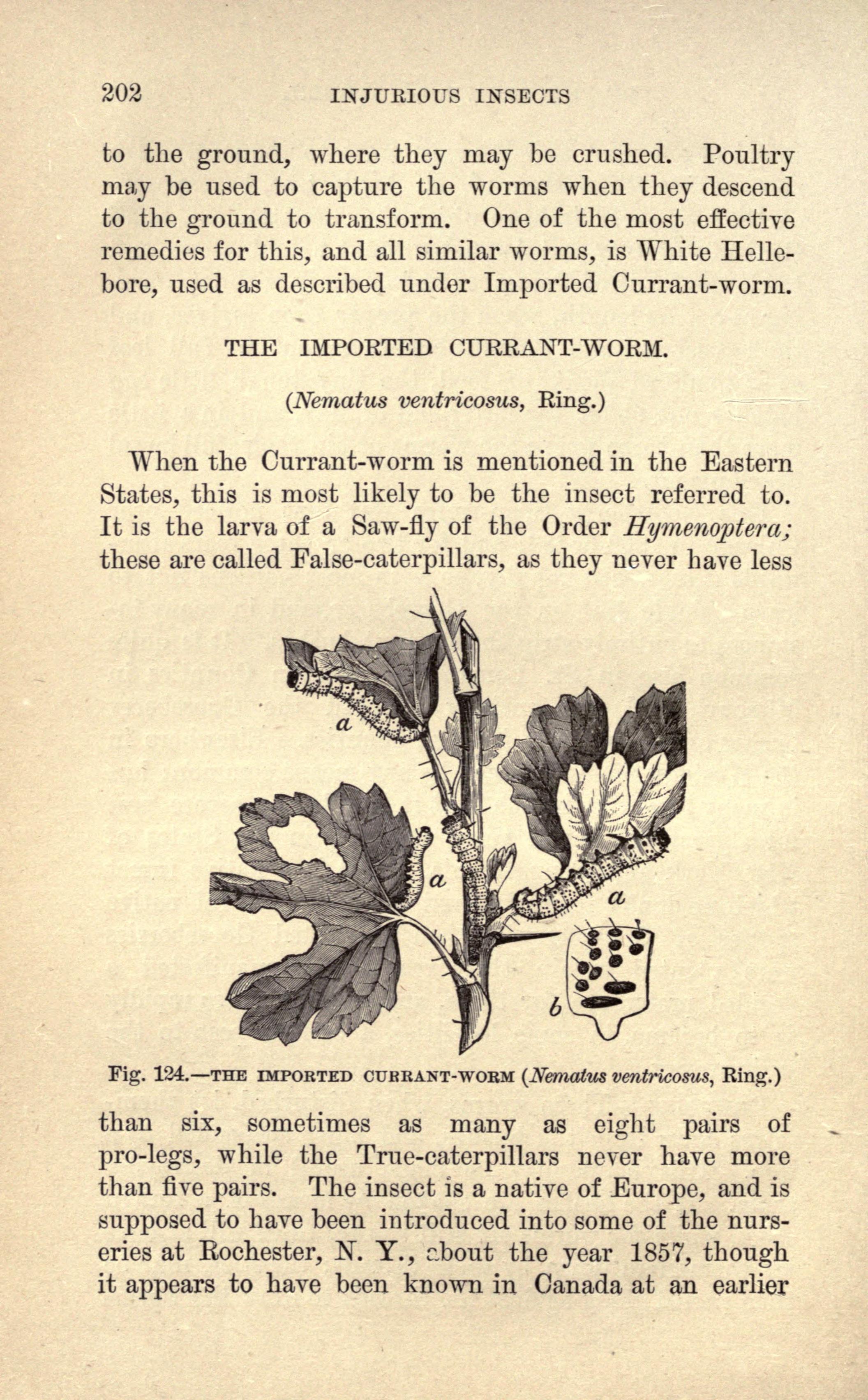 File Injurious Insects Of The Farm And Garden Page 202