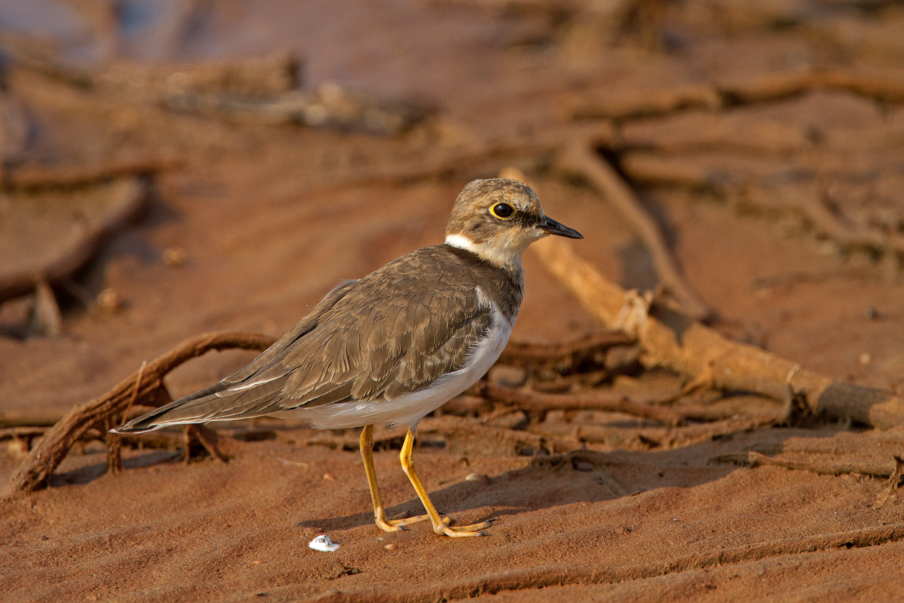 Little Ringed Plover Charadrius Dubius Stock Photo - Download Image Now -  Abstract, Animal, Animal Body Part - iStock