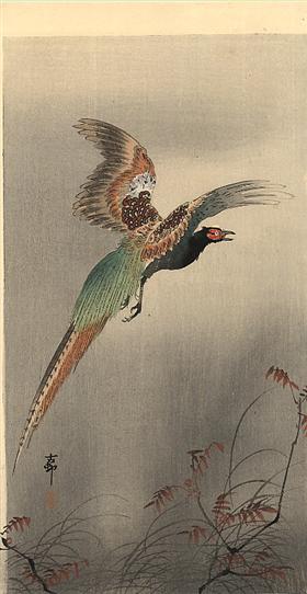 File:Koson - pheasant-in-flight.jpg