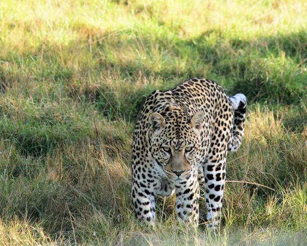 File:Leopard (5135149428).jpg