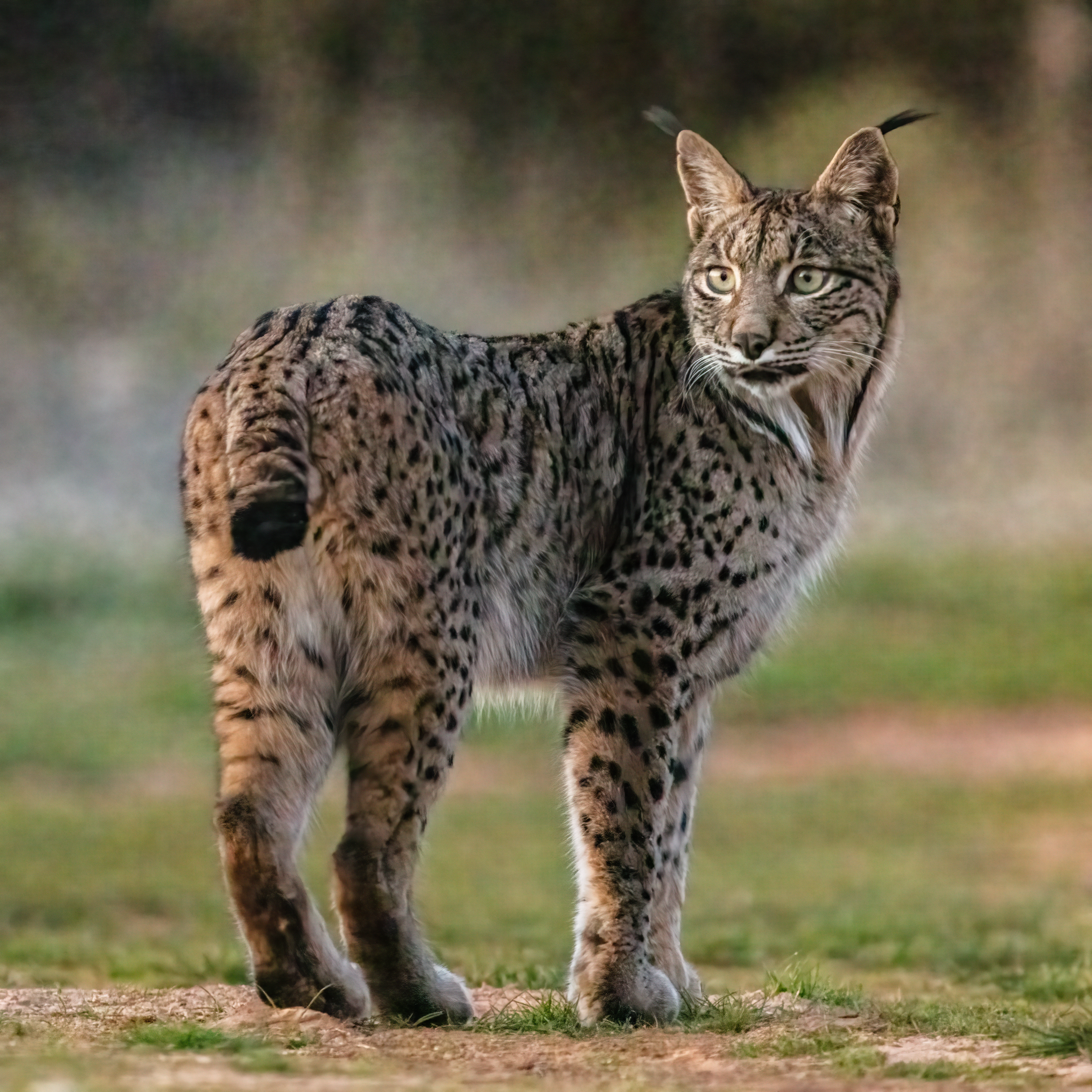 Загадка рысь. Черноногая кошка. Iberian Lynx.