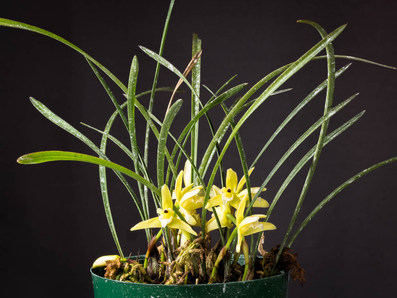 Орхидея Максиллярия