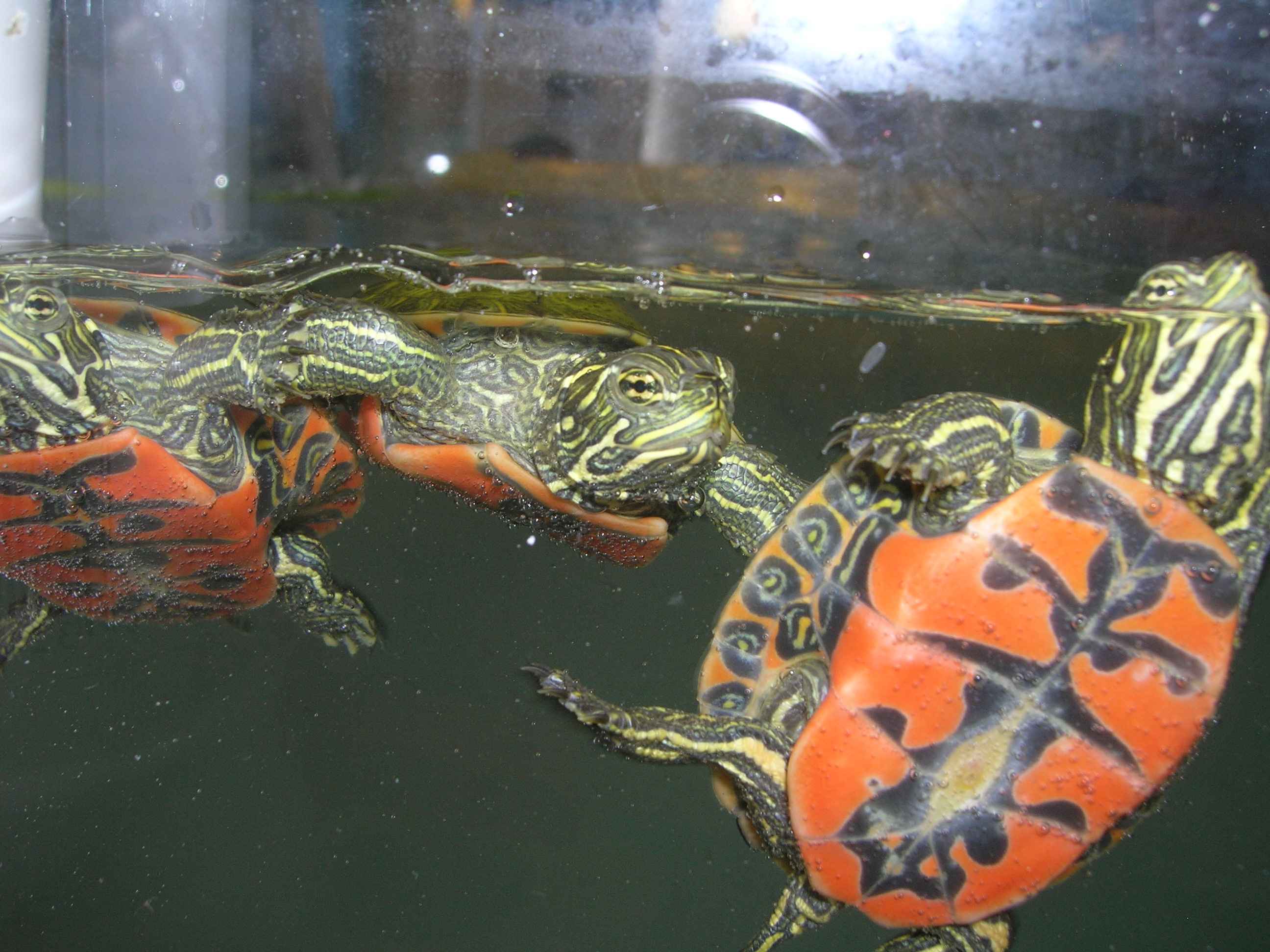 Менять воду черепахе. Красноухая черепаха. Красноухая черепаха плавает. Красноухая черепаха плывет аквариум. Аквариум для красноухой черепахи.