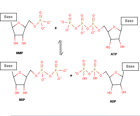 Nucleoside Monophosphate.png