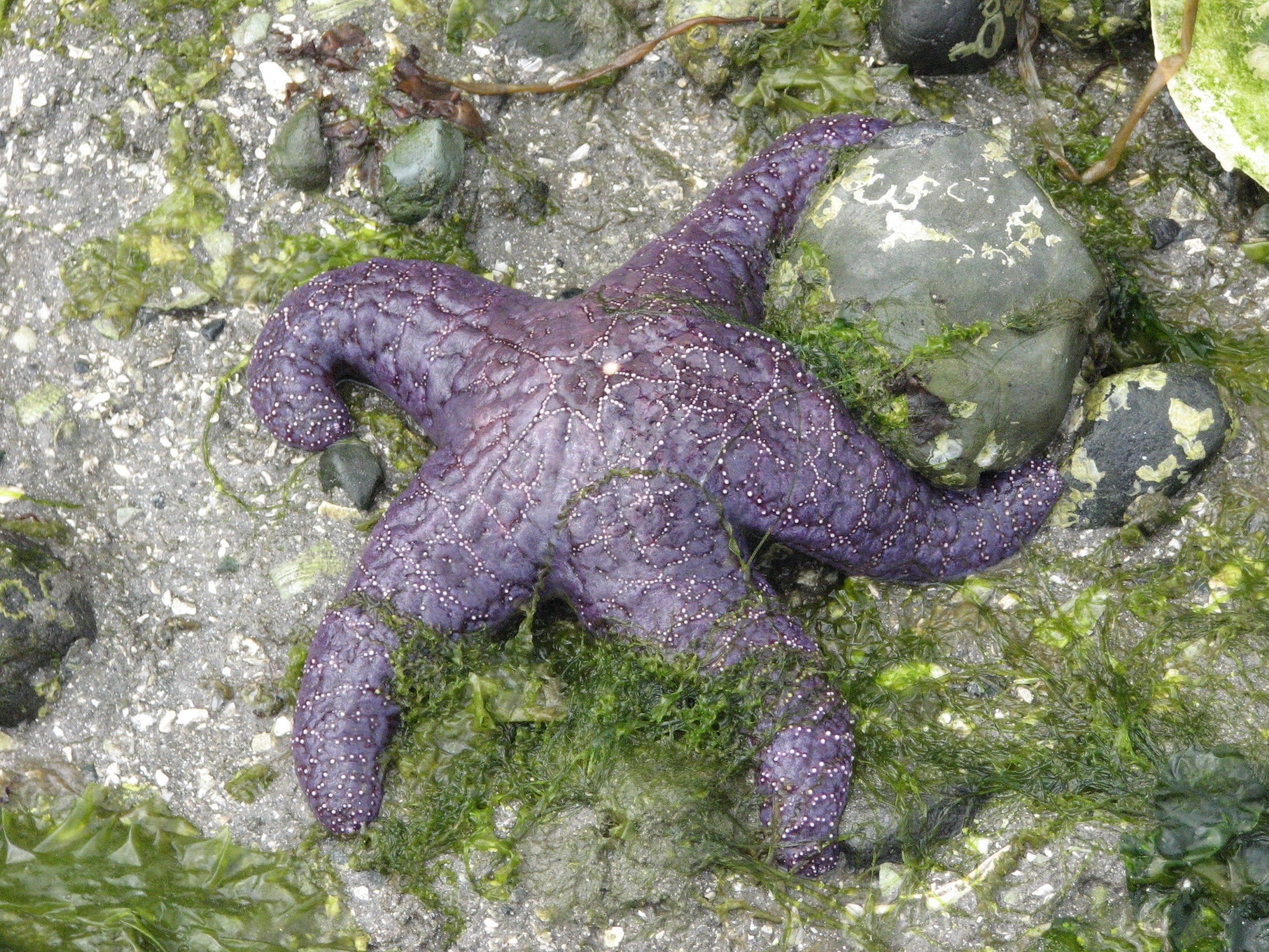 intertidal zone starfish