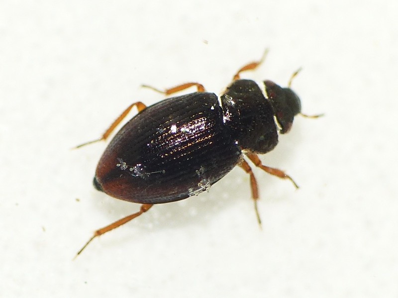 File:Ochthebius minimus (Hydraenidae) - (imago), Renkum, the Netherlands - 3.jpg