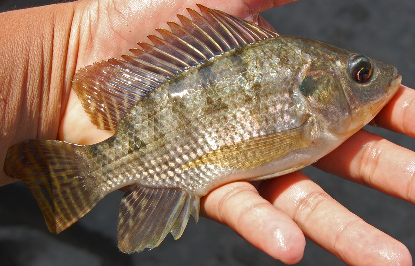 ikan kokoh