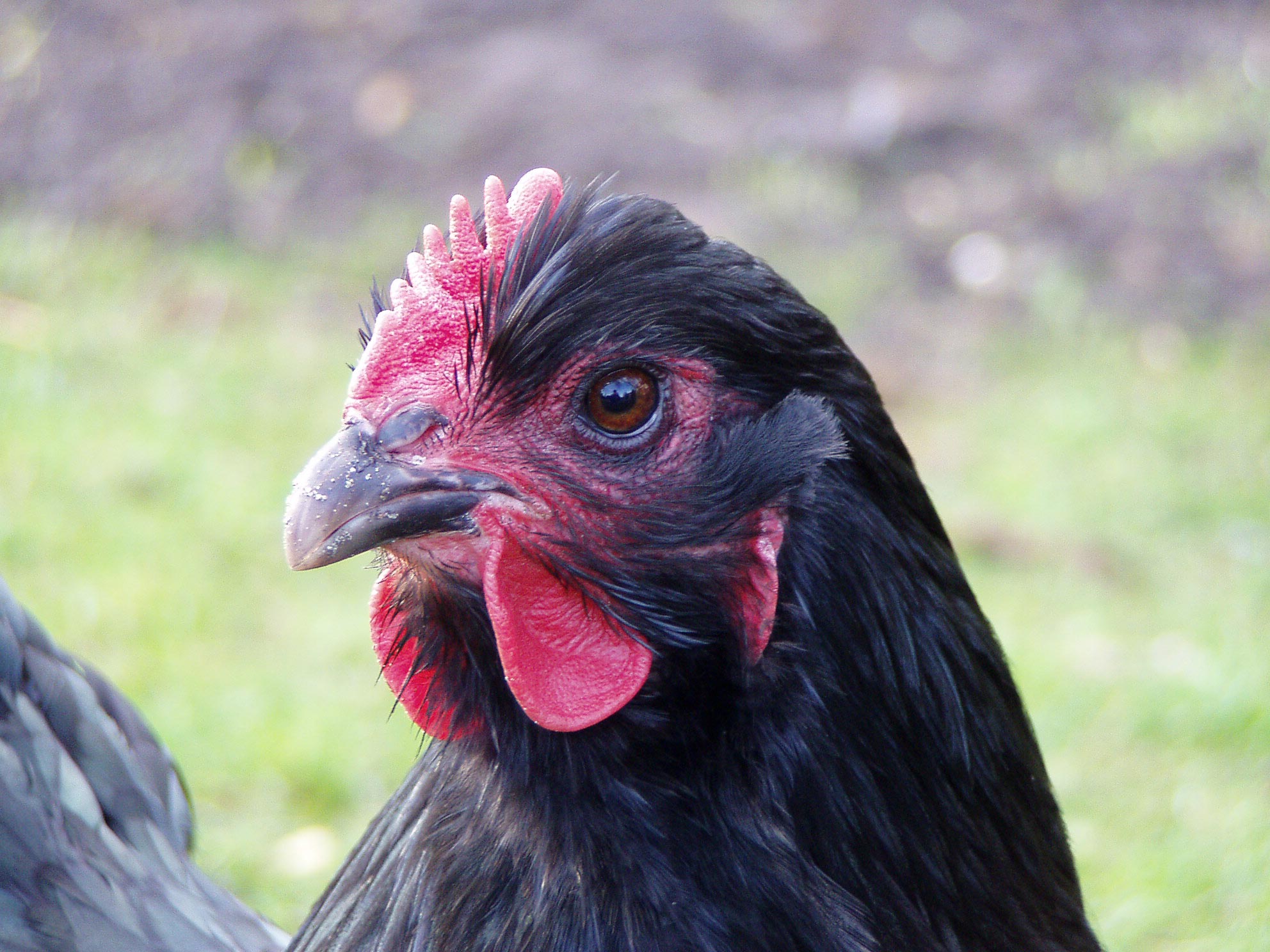 File:Orpington chicken head.jpg - Wikimedia Commons